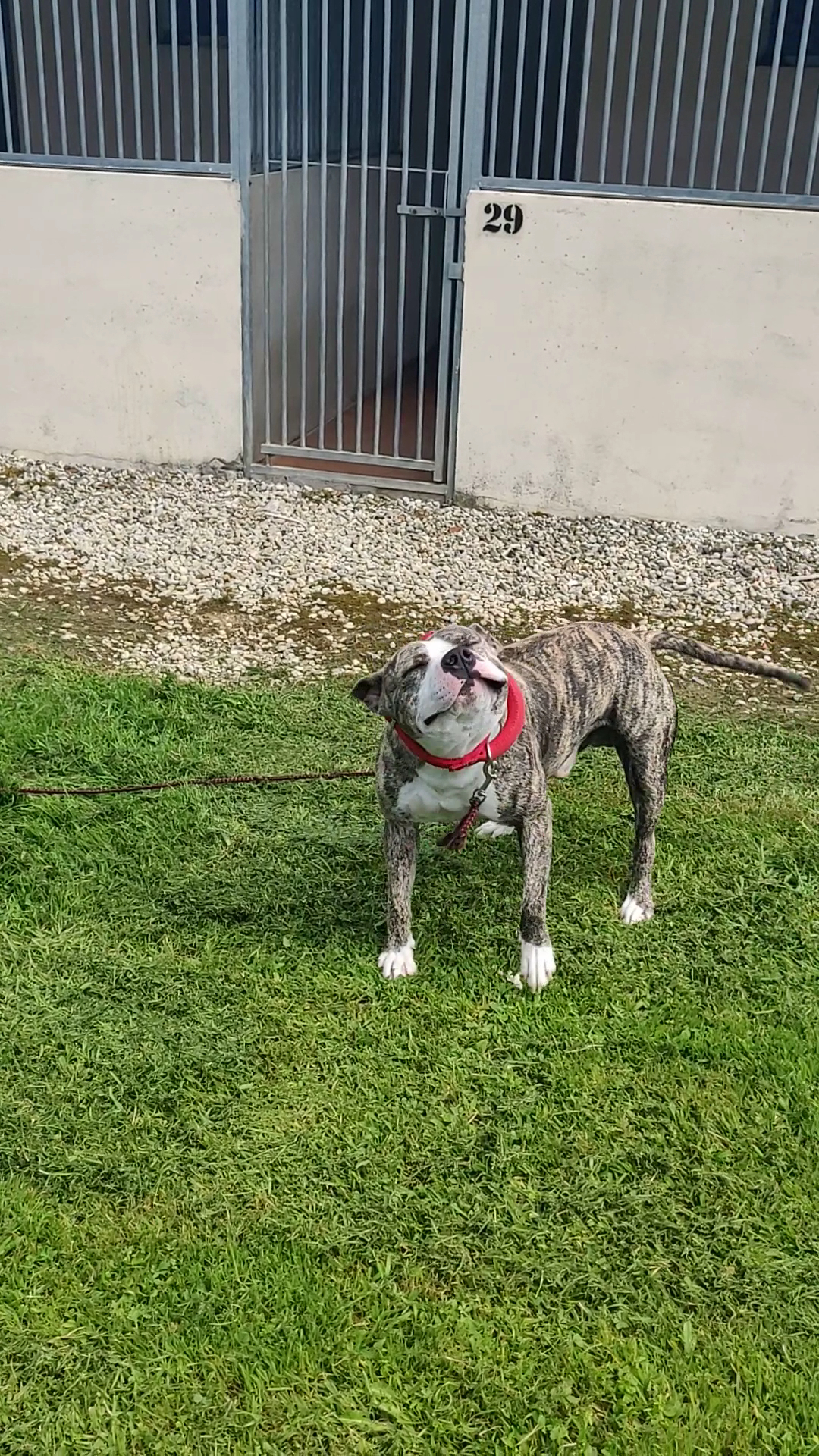 Zanimax - Pension canine et élevage — photo