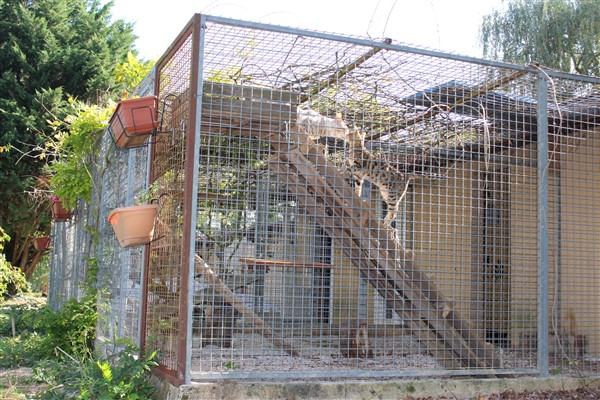 Zanimax - Pension canine et élevage — photo