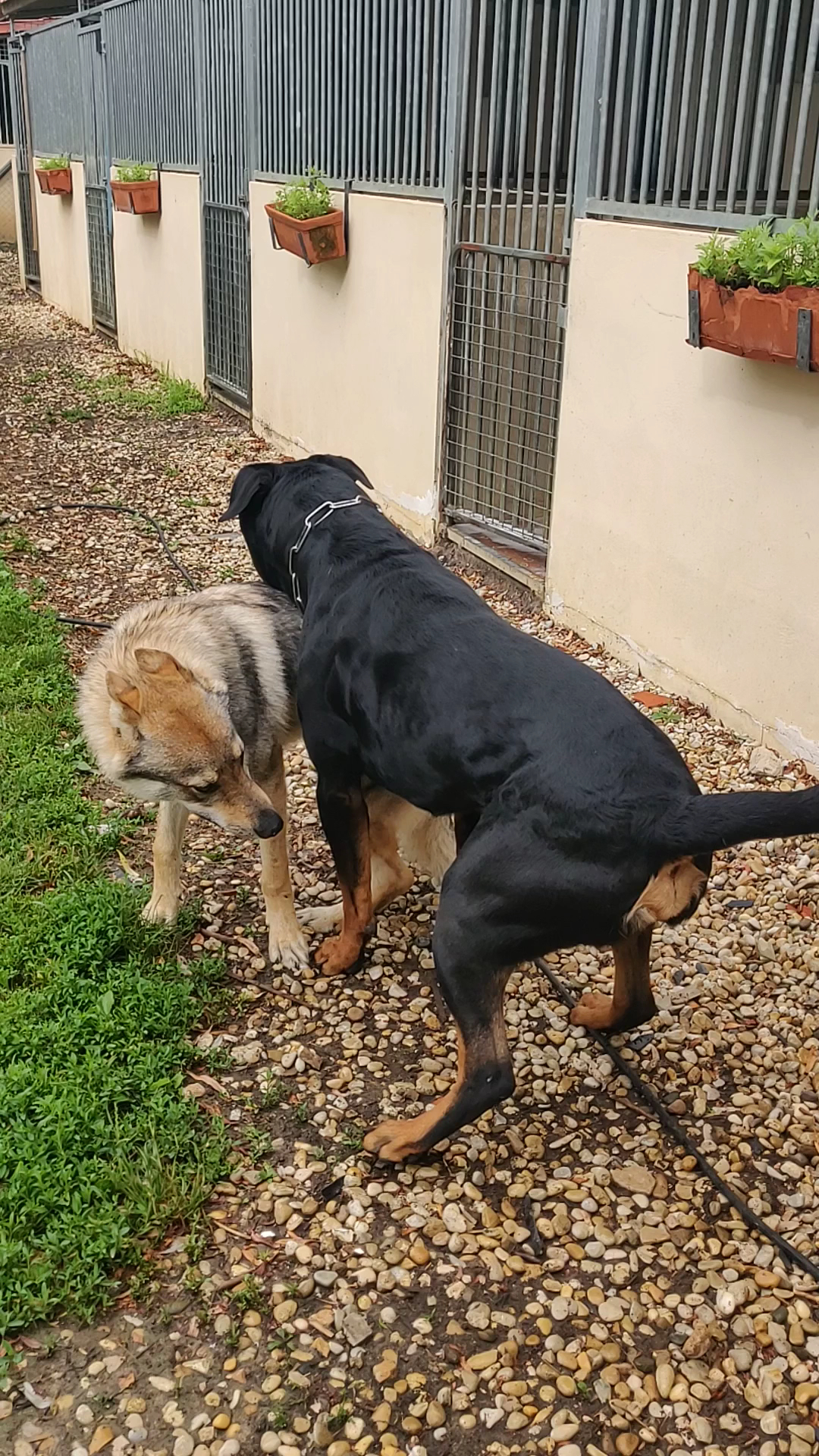 Zanimax - Pension canine et élevage — photo
