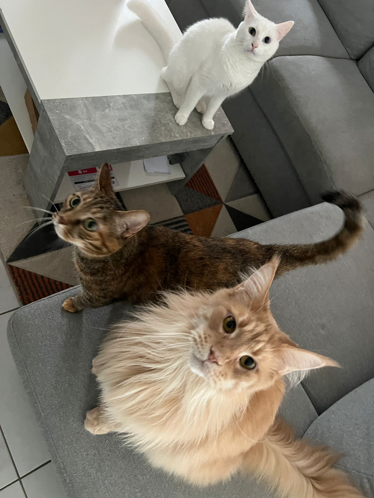 La Vie & Pattes - Pet-sitter Angers (49) — photo
