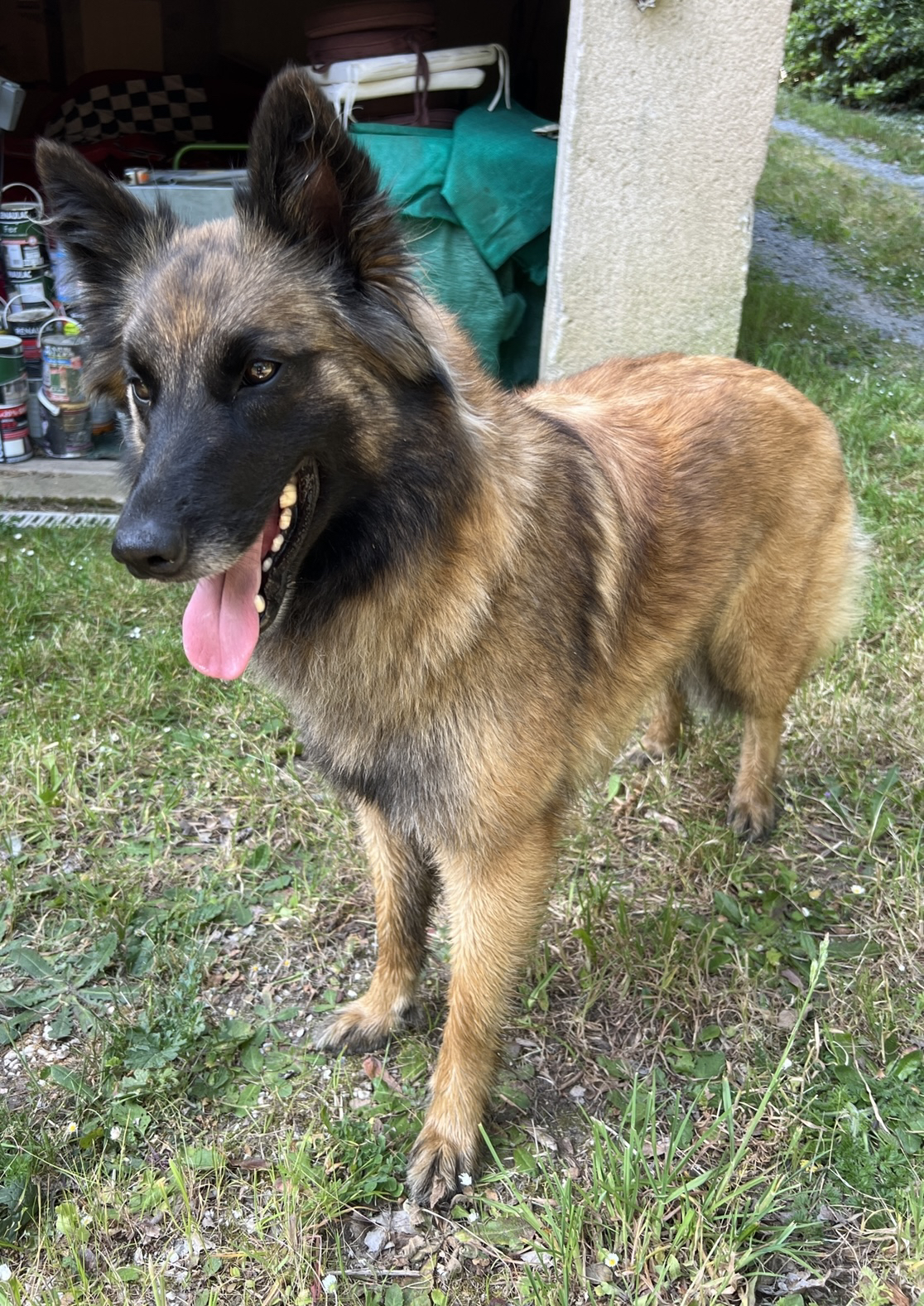La Vie & Pattes - Pet-sitter Angers (49) — photo