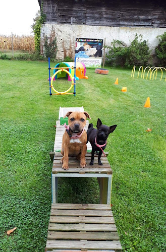 SCOUBI DOG SERVICES