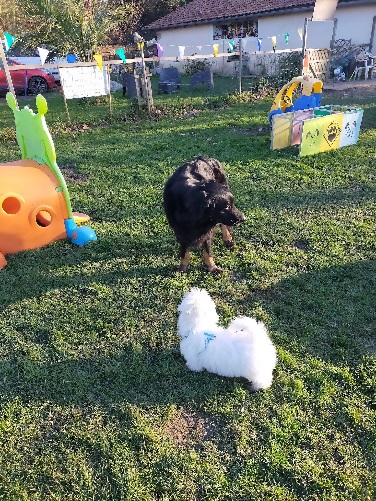 SCOUBI DOG SERVICES — photo