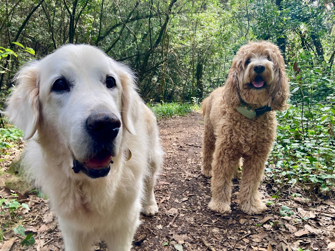 Affinity4Paws Dog Care