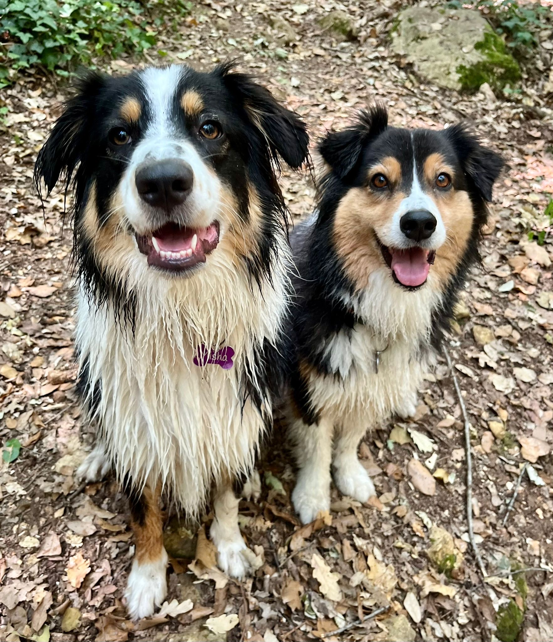 Affinity4Paws Dog Care — photo