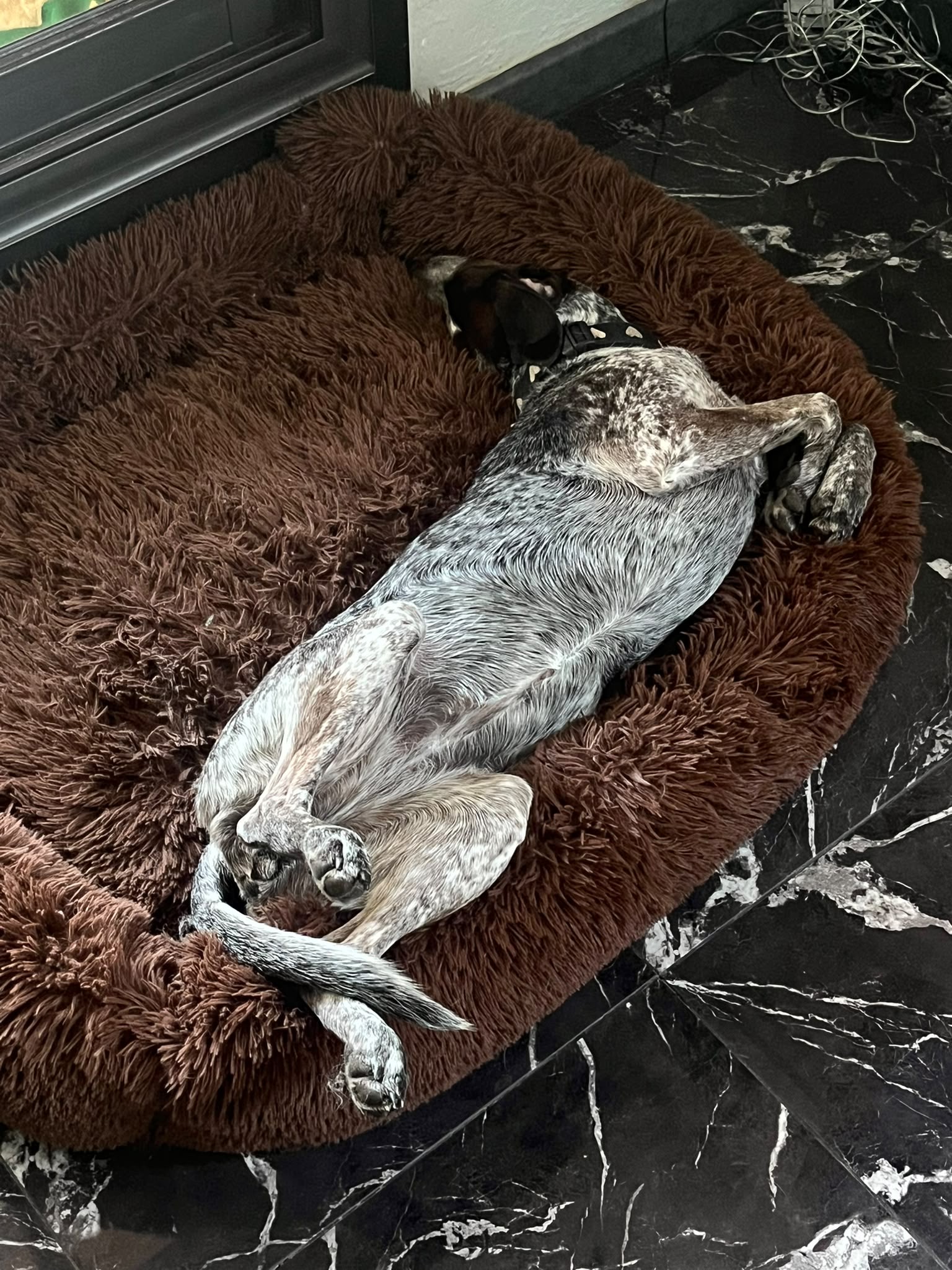 Affinity4Paws Dog Care — photo