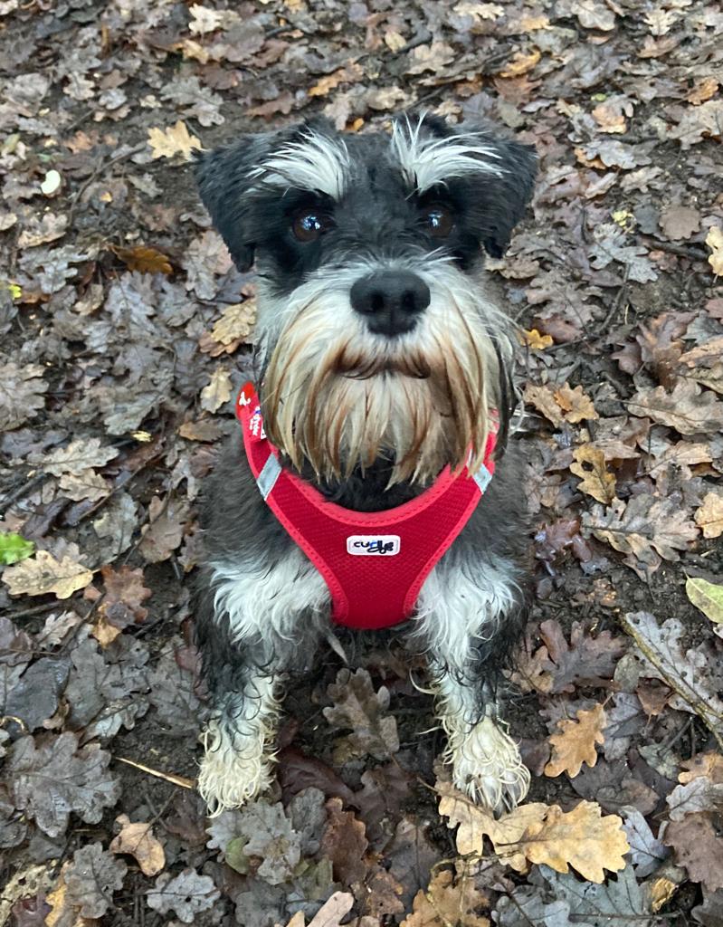 Affinity4Paws Dog Care — photo