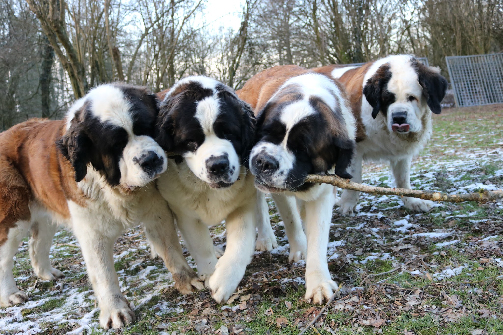 Les Saint-Bernard du Bois du Marais : Élevages de saint-bernard et Pension canine dans le Pas-de-Calais Nord France