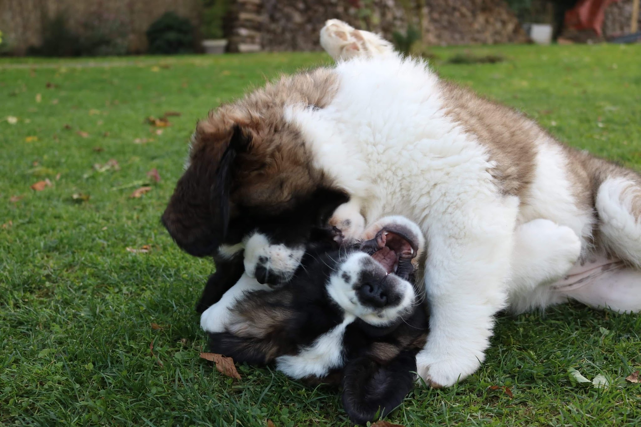 Les Saint-Bernard du Bois du Marais : Élevages de saint-bernard et Pension canine dans le Pas-de-Calais Nord France — photo