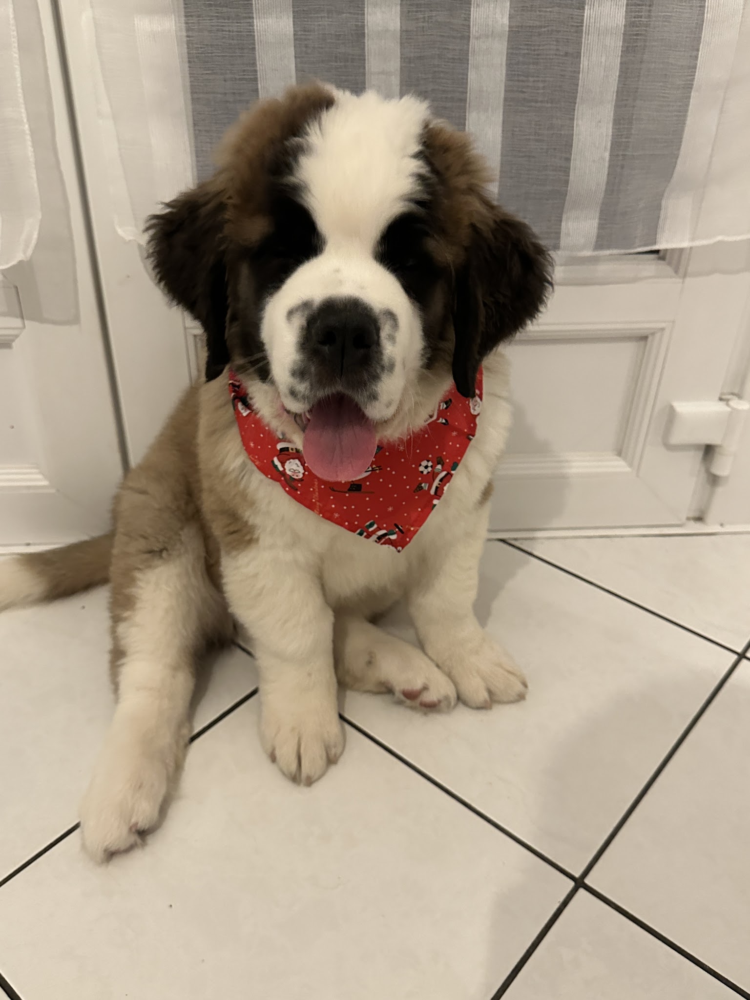 Les Saint-Bernard du Bois du Marais : Élevages de saint-bernard et Pension canine dans le Pas-de-Calais Nord France — photo