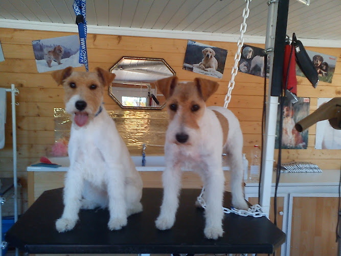 Le village des chiens d'Iza