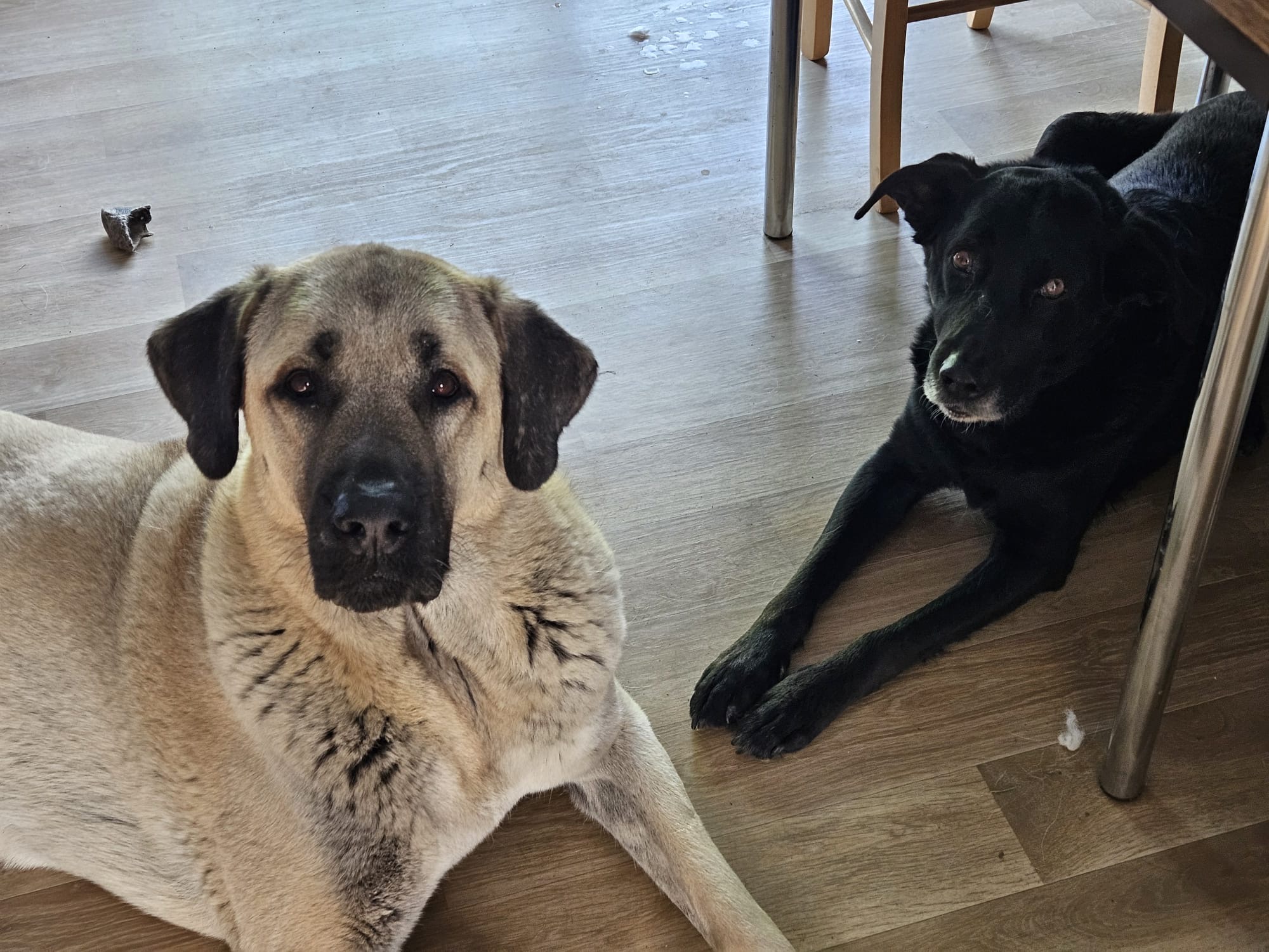 L'apprenti'Sage Canin — photo