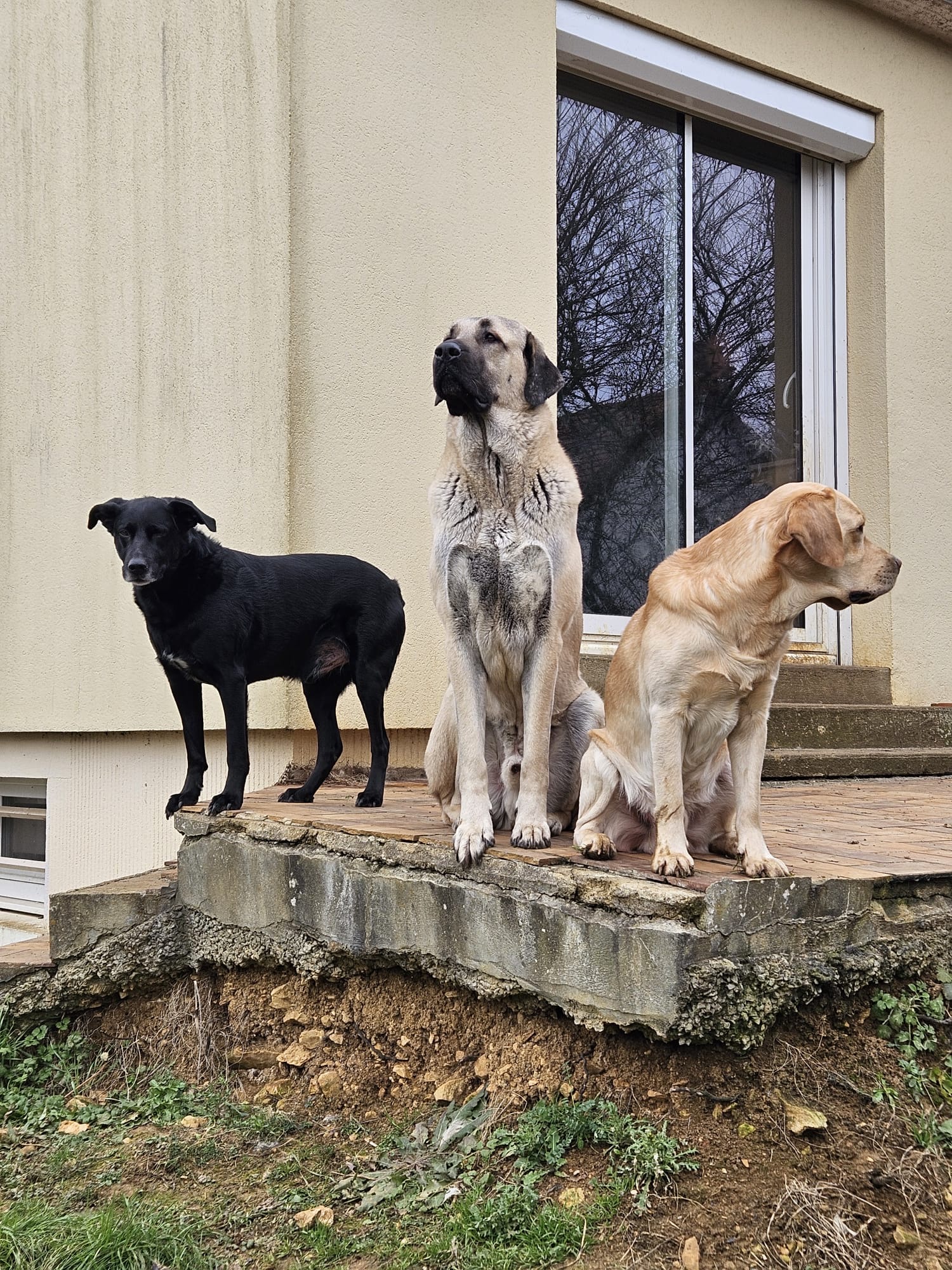 L'apprenti'Sage Canin — photo