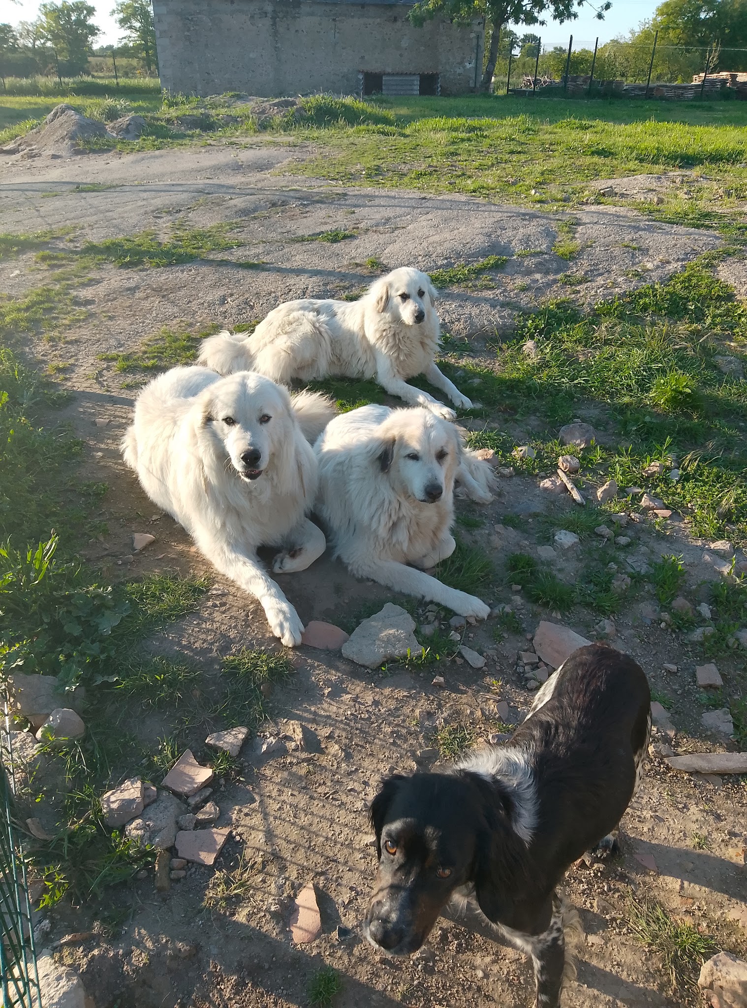 Les bergers de lulu — photo