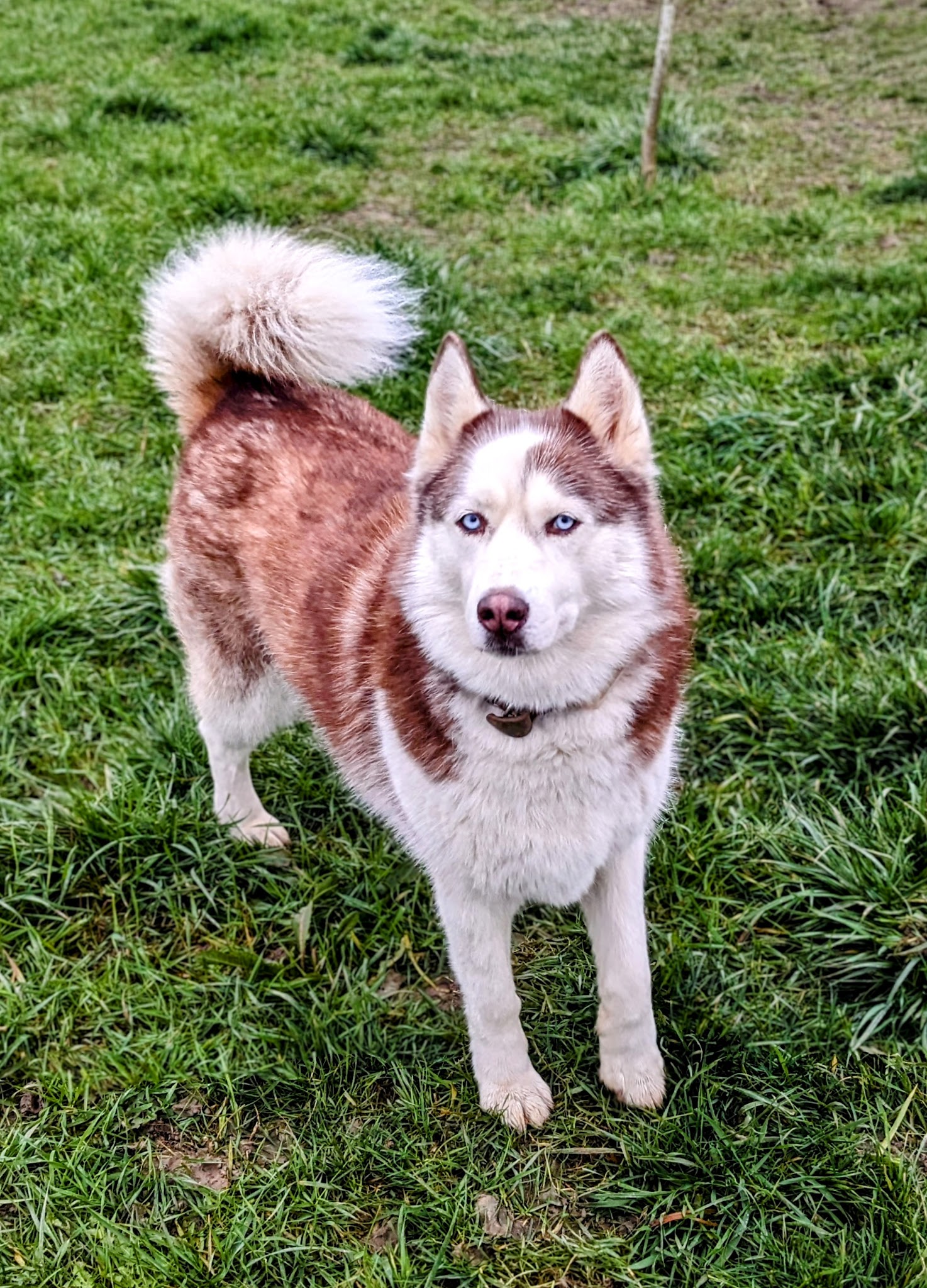 Pension Canine du Vallon des Bécasses — photo