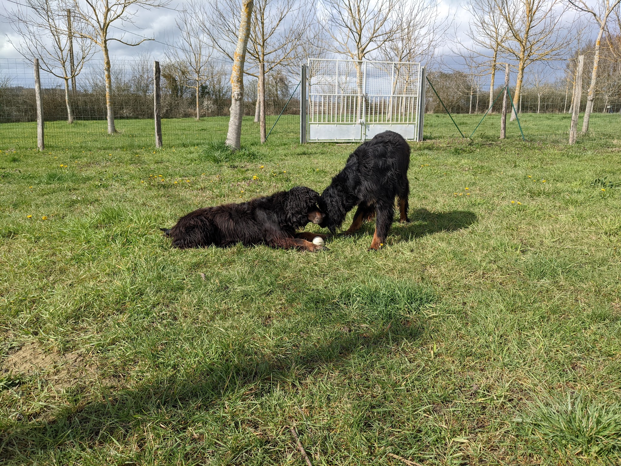 Pension Canine du Vallon des Bécasses — photo
