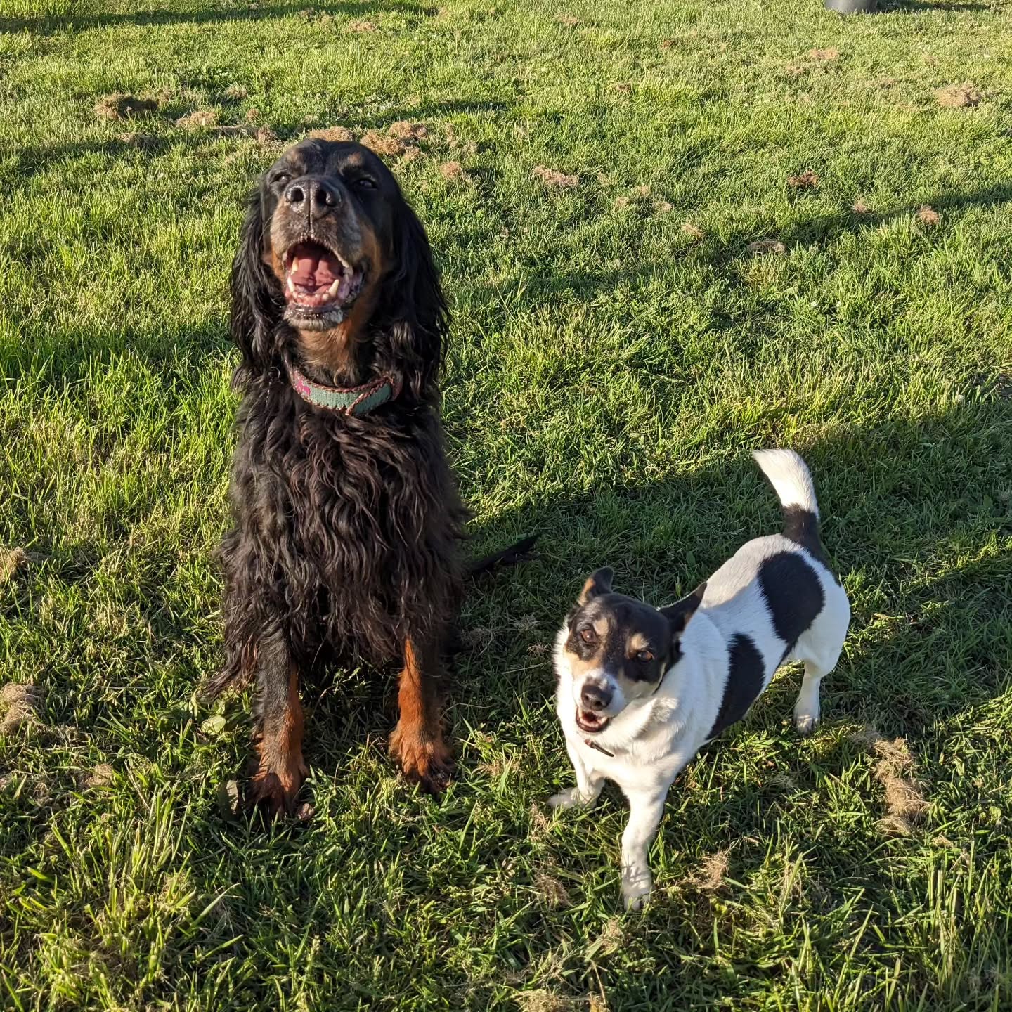 Pension Canine du Vallon des Bécasses — photo