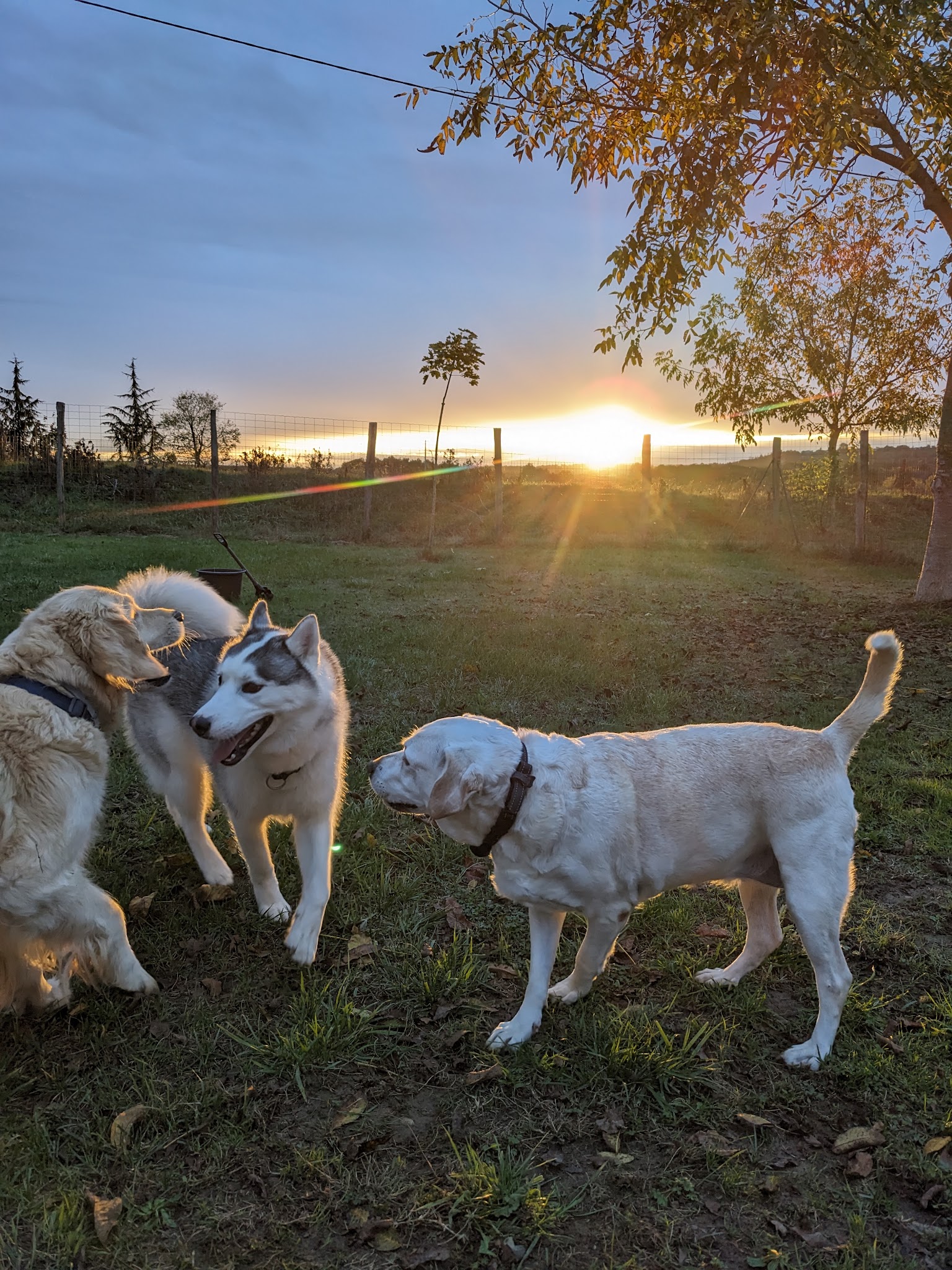Pension Canine du Vallon des Bécasses — photo