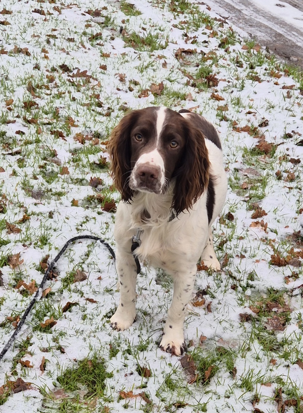 Saoka Éducation – Éducateur canin & pension canine — photo