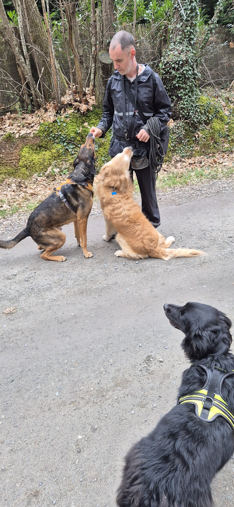 Saoka Éducation – Éducateur canin & pension canine — photo