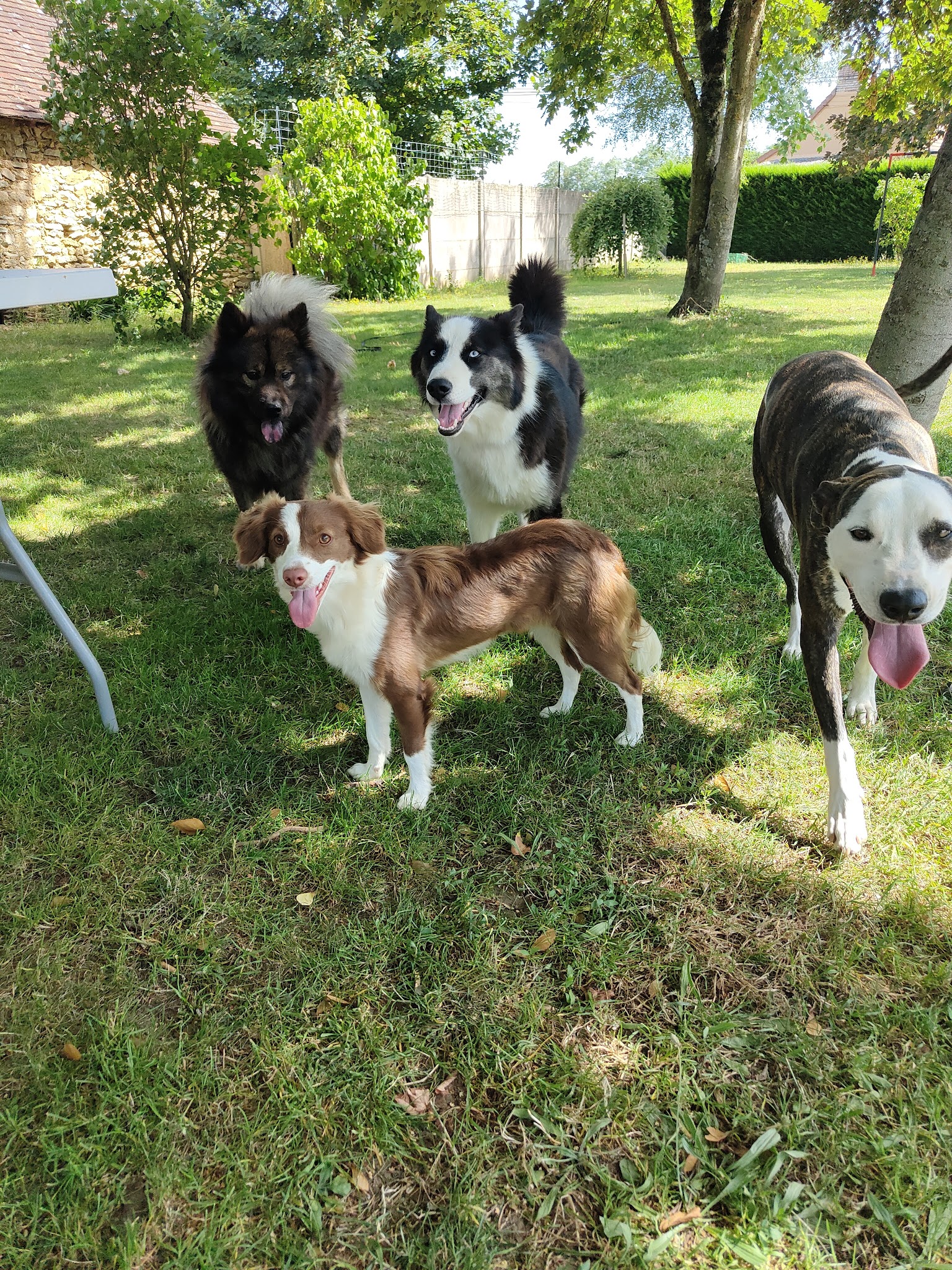 Saoka Éducation – Éducateur canin & pension canine — photo