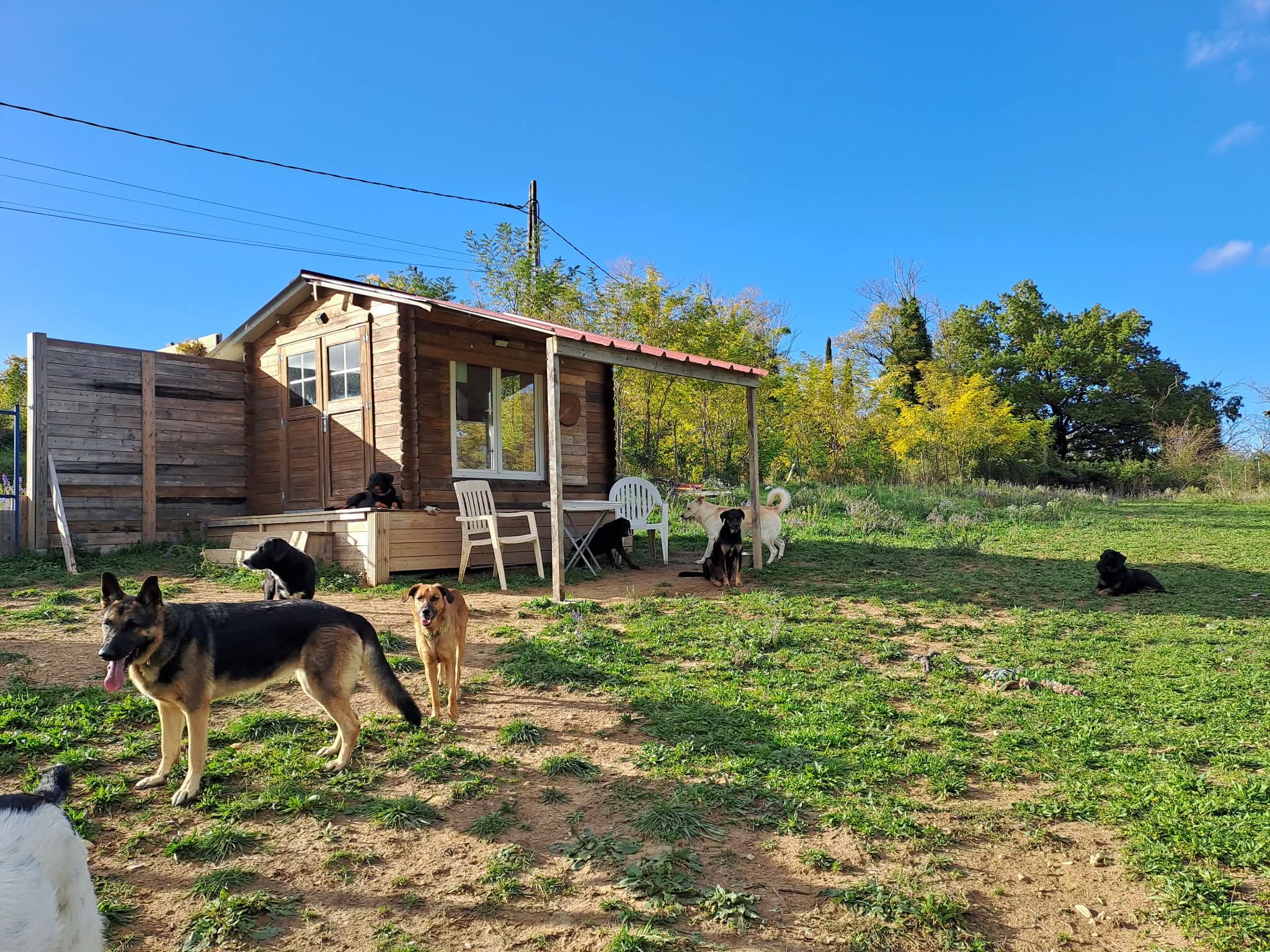 Peace and dog's — photo