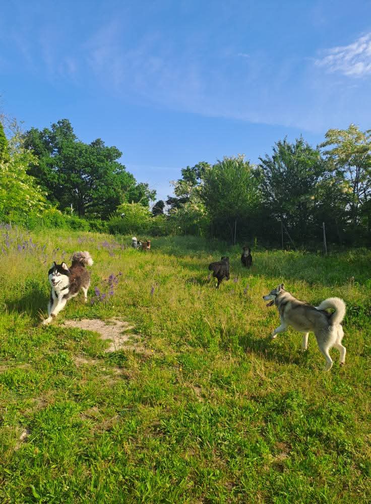 Peace and dog's — photo