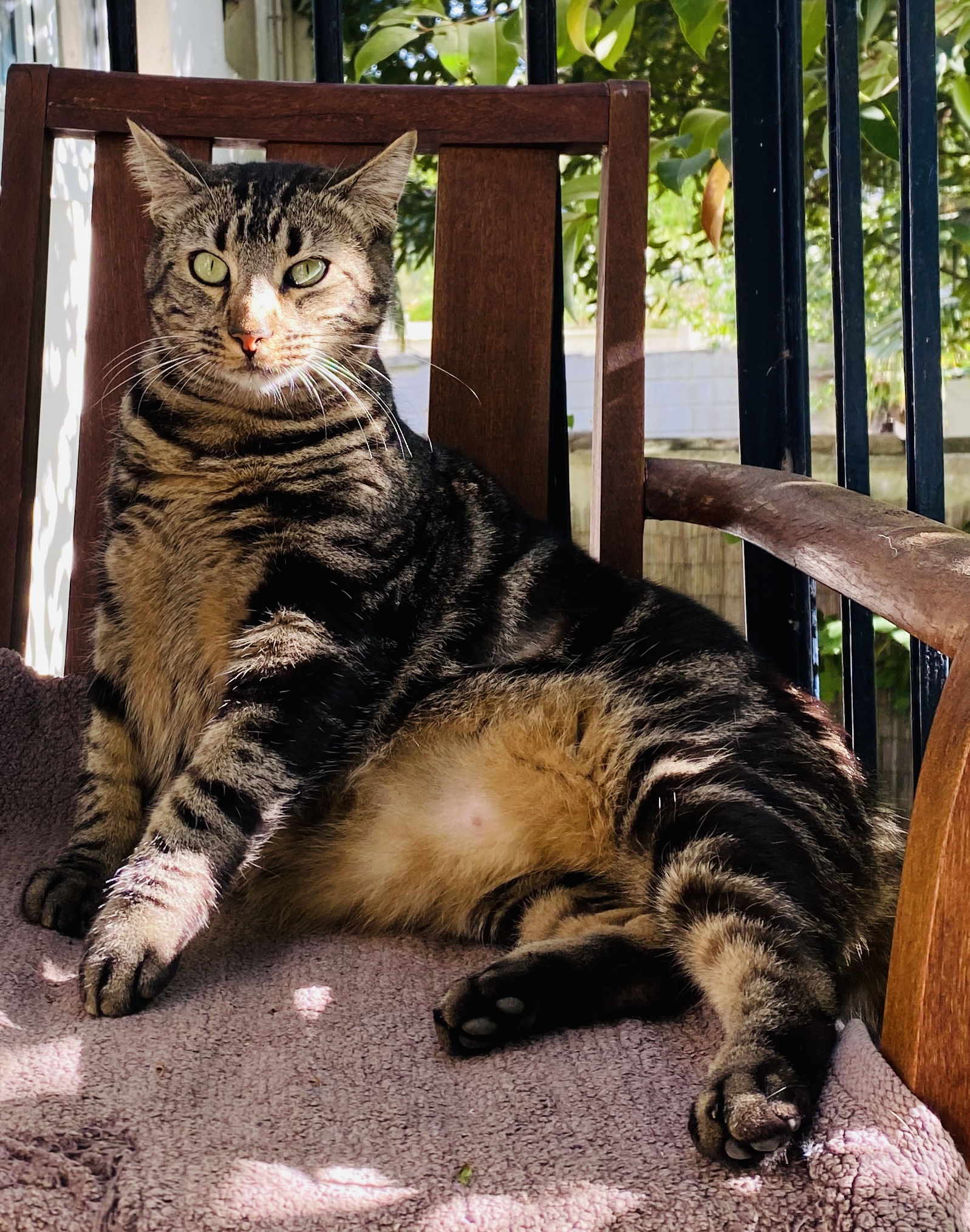 Kat Pet Sitting — photo