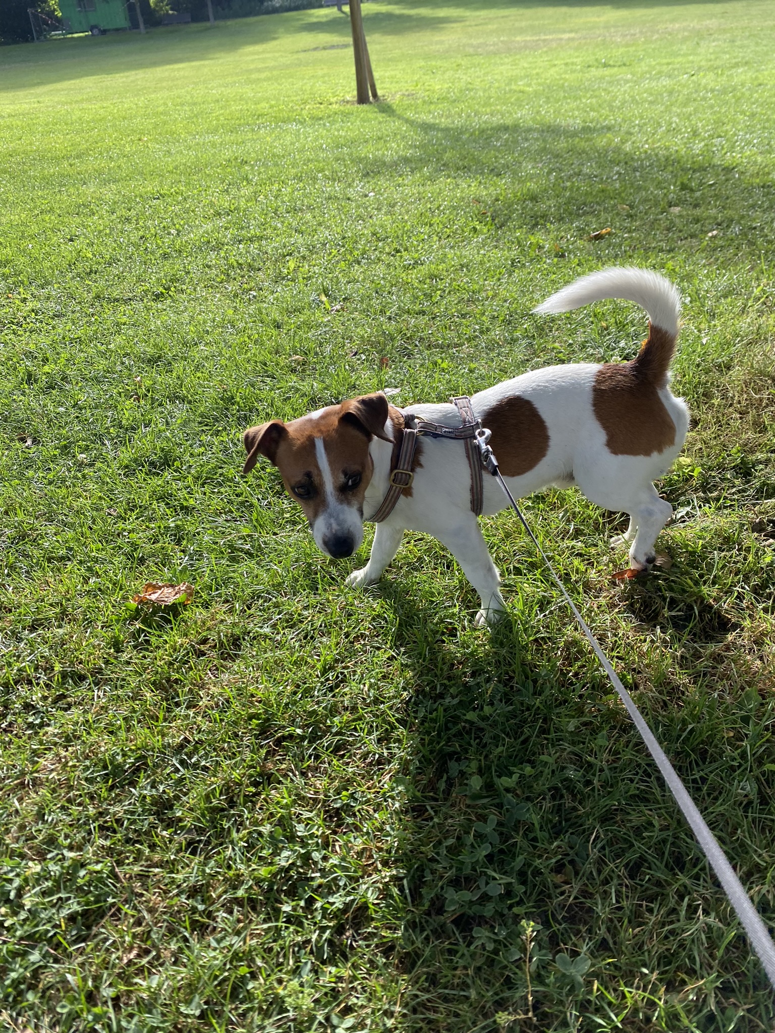 Kat Pet Sitting — photo