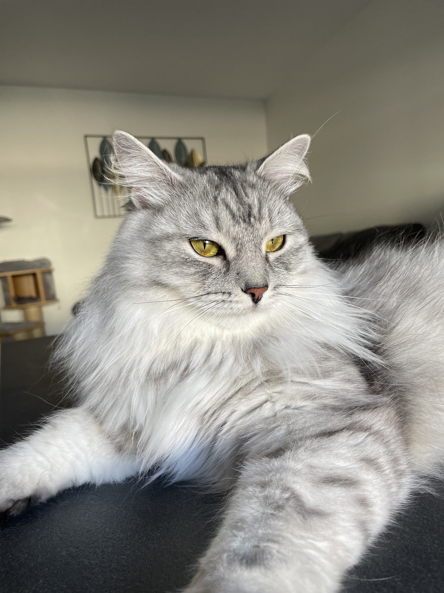 Kat Pet Sitting — photo