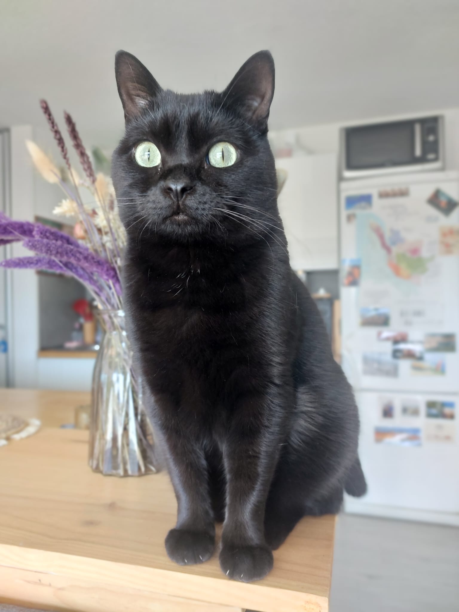 Gard'O Poil Petsitting — photo