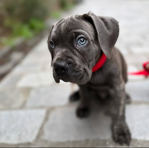 CERBERES LEGEND - Elevage Cane Corso LOF