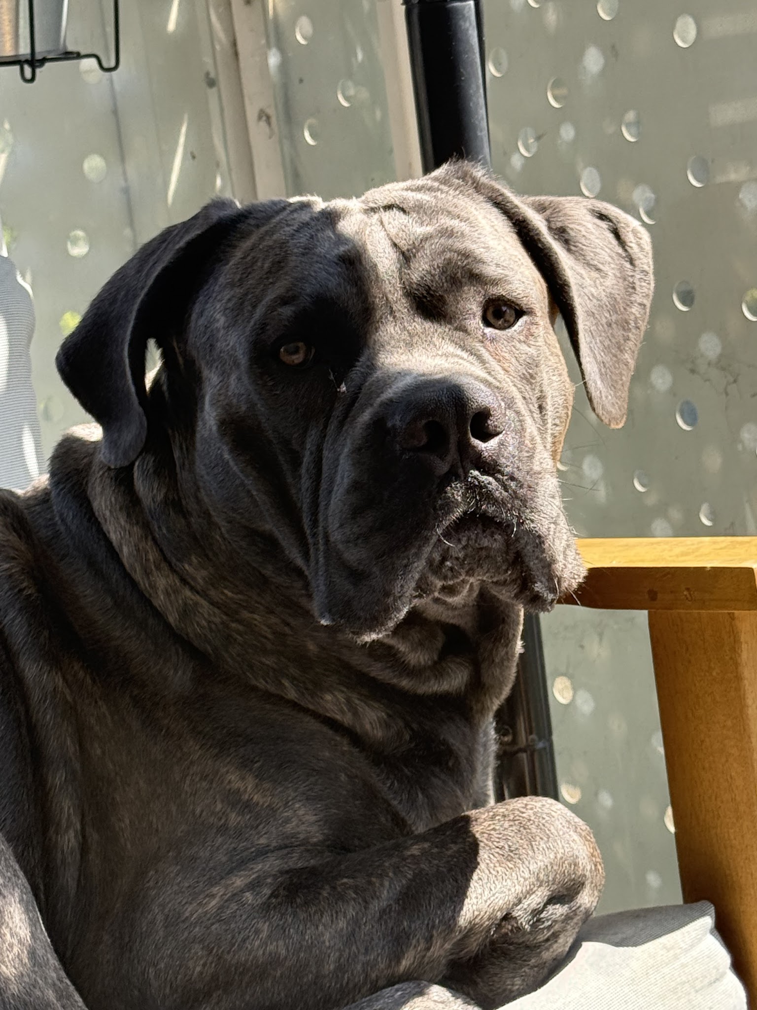 CERBERES LEGEND - Elevage Cane Corso LOF — photo