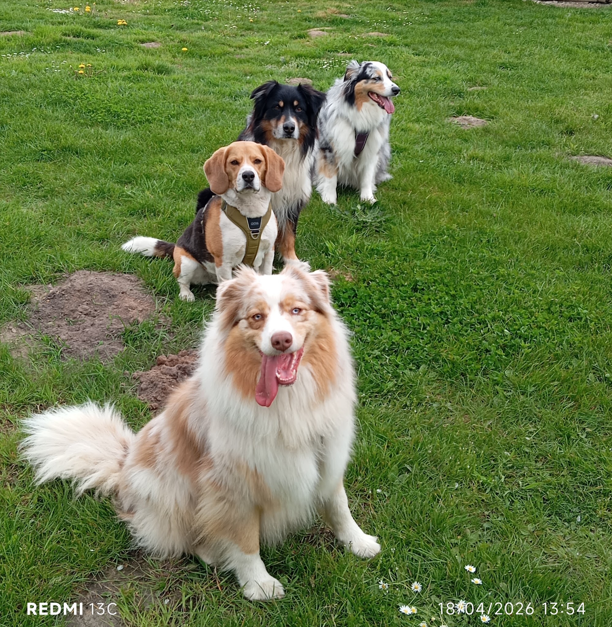 Pet-Sitter des Terres Blanches — photo