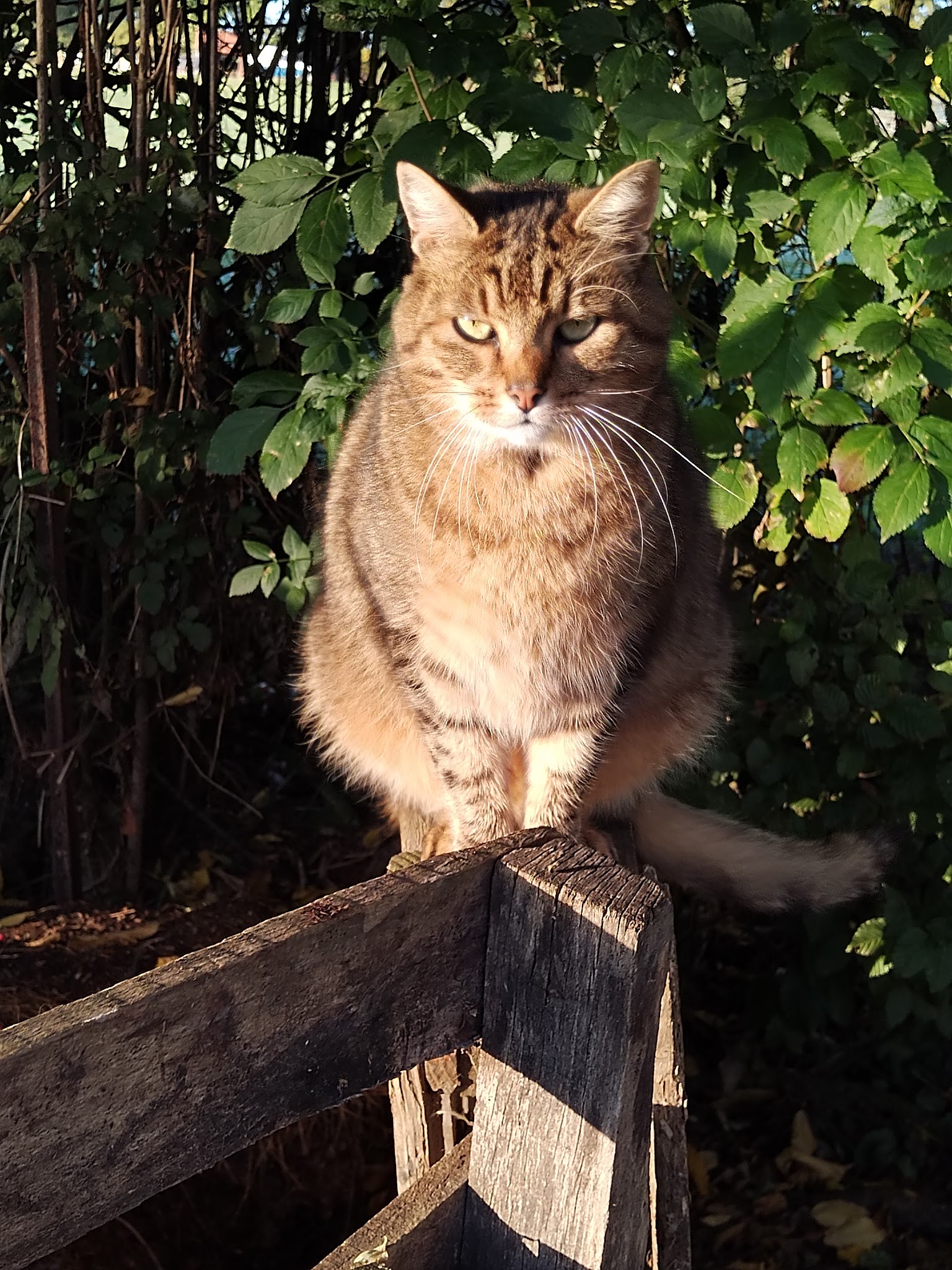 Pet-Sitter des Terres Blanches — photo