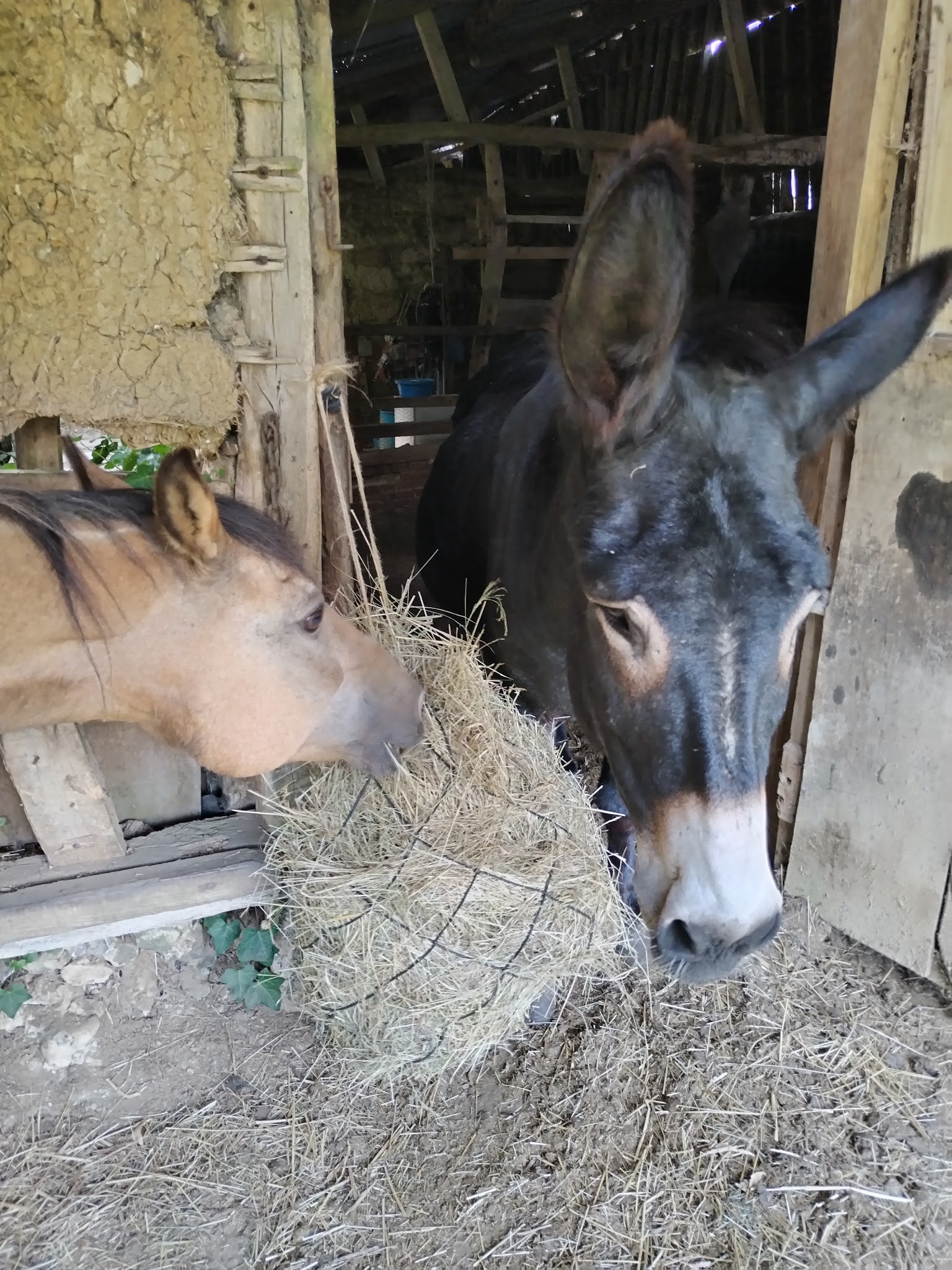 Pet-Sitter des Terres Blanches — photo