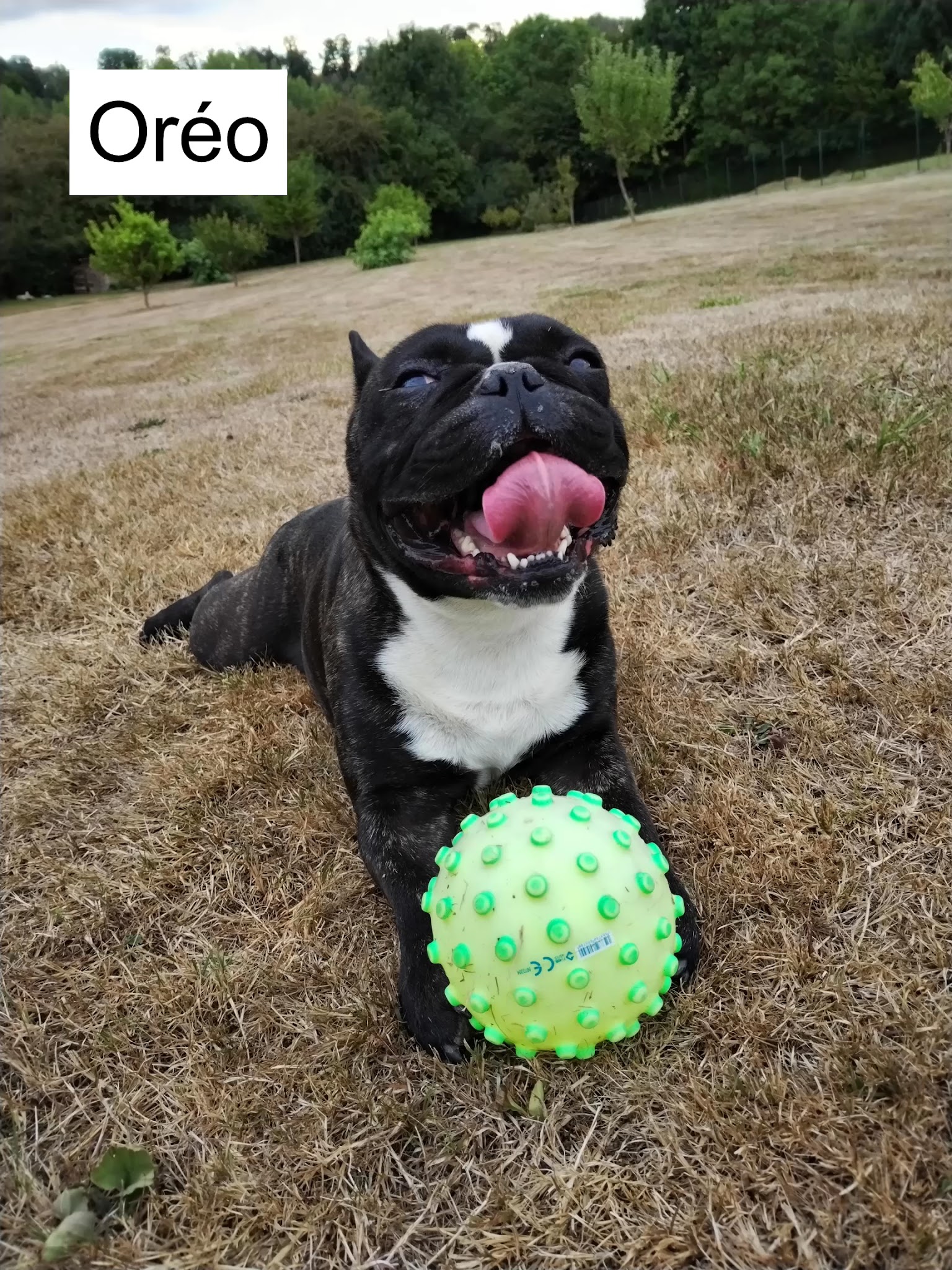 Pet-Sitter des Terres Blanches — photo