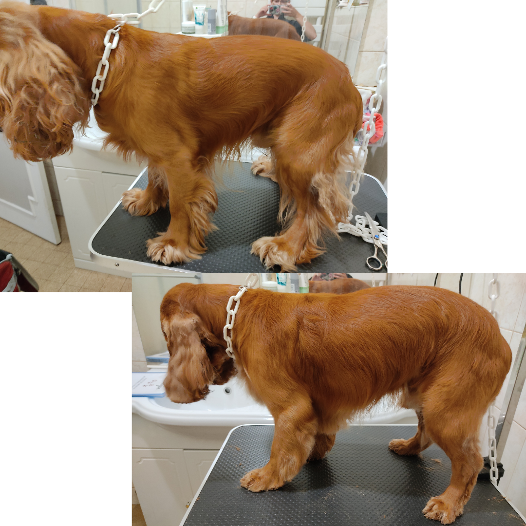 Le Magichien d'Or - EI - Toilettage & Pet Sitter à domicile (28/78/27) — photo