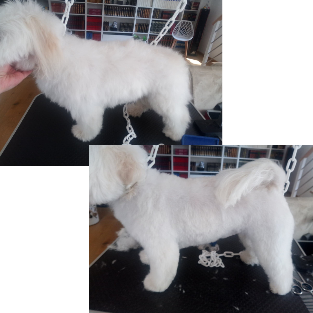 Le Magichien d'Or - EI - Toilettage & Pet Sitter à domicile (28/78/27) — photo