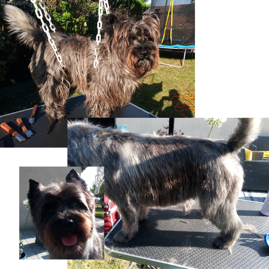 Le Magichien d'Or - EI - Toilettage & Pet Sitter à domicile (28/78/27) — photo