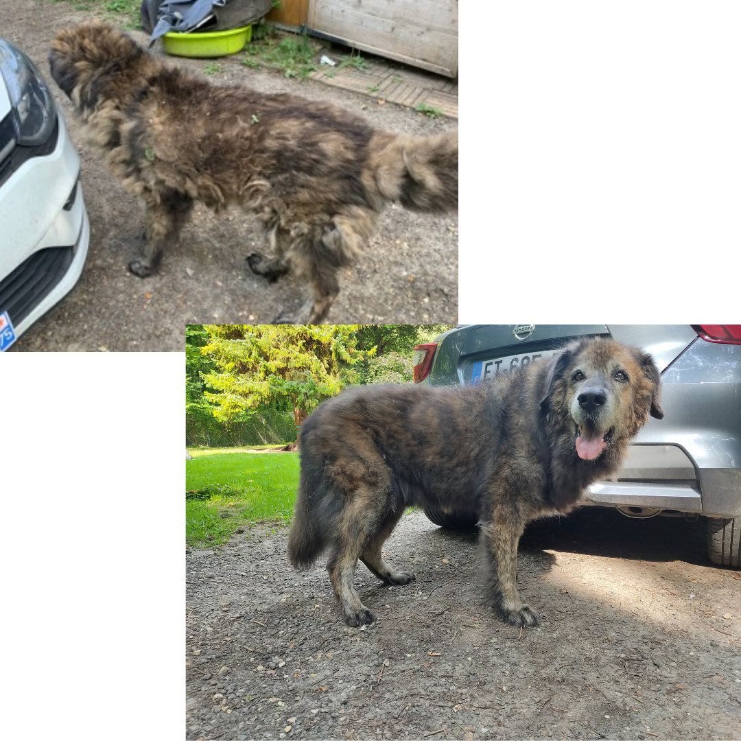 Le Magichien d'Or - EI - Toilettage & Pet Sitter à domicile (28/78/27) — photo