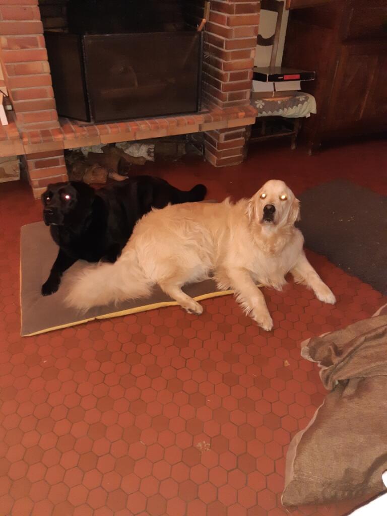 Dogtel Pension — photo