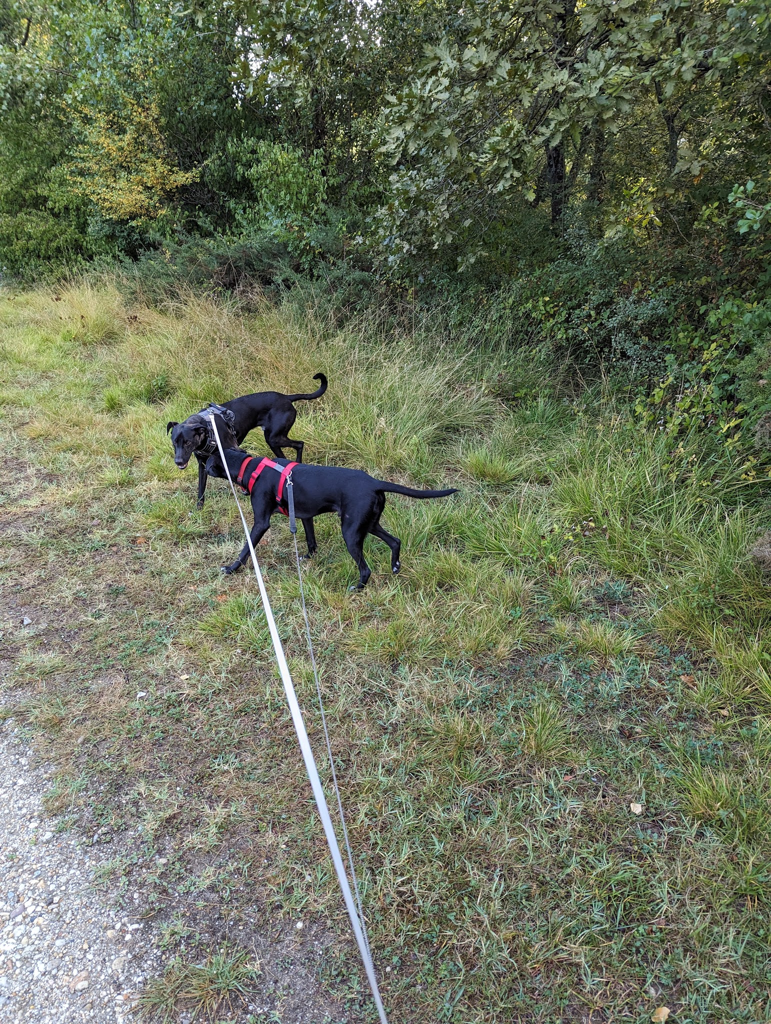 Dogtel Pension — photo