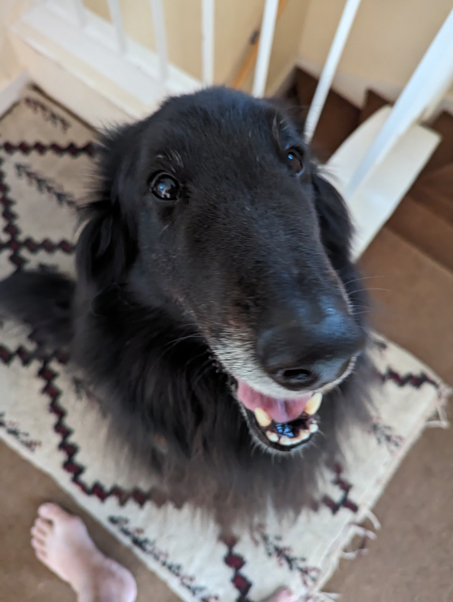 Dogtel Pension — photo