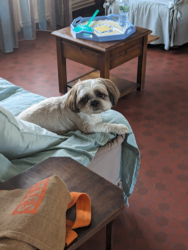 Dogtel Pension