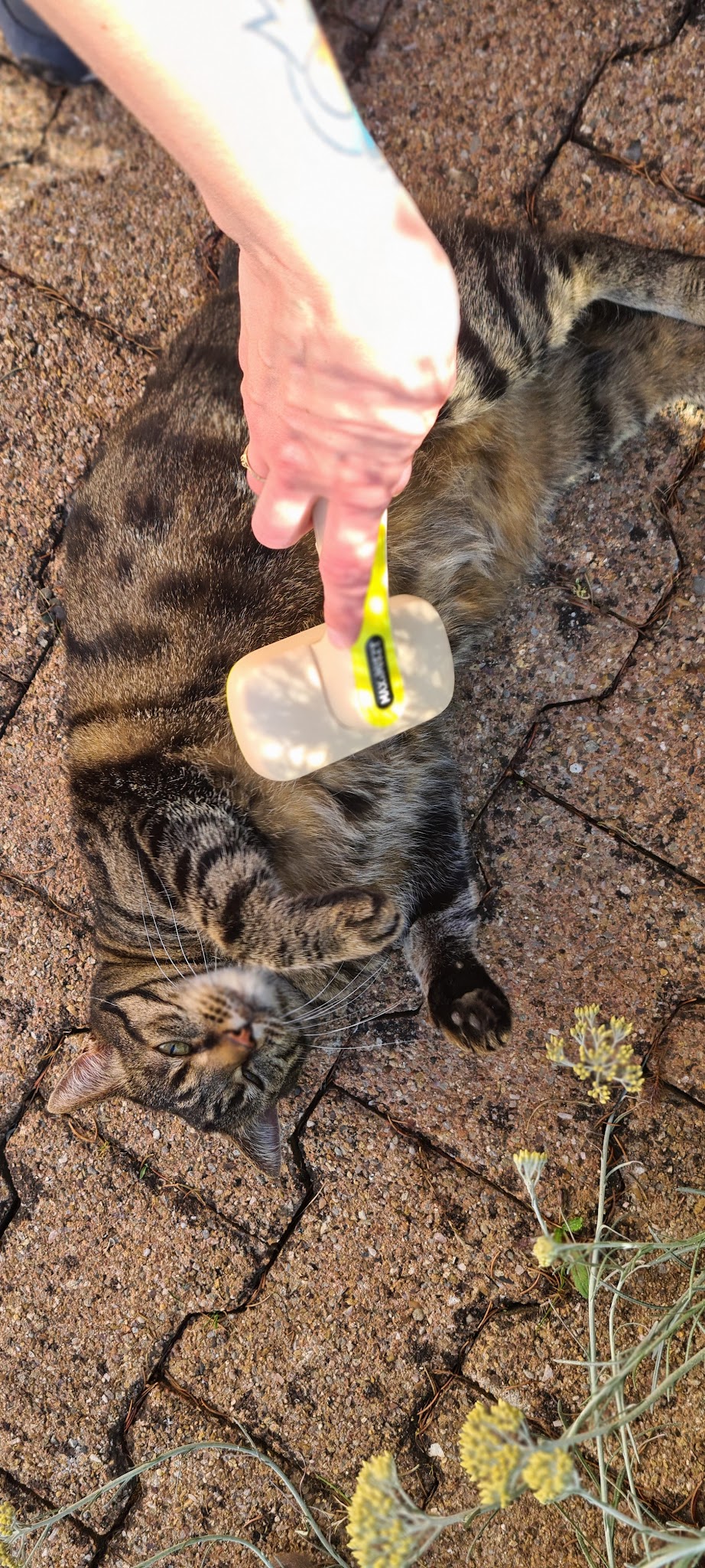 Comme À La Maison - Éducateur canin comportementaliste et visites à domicile — photo