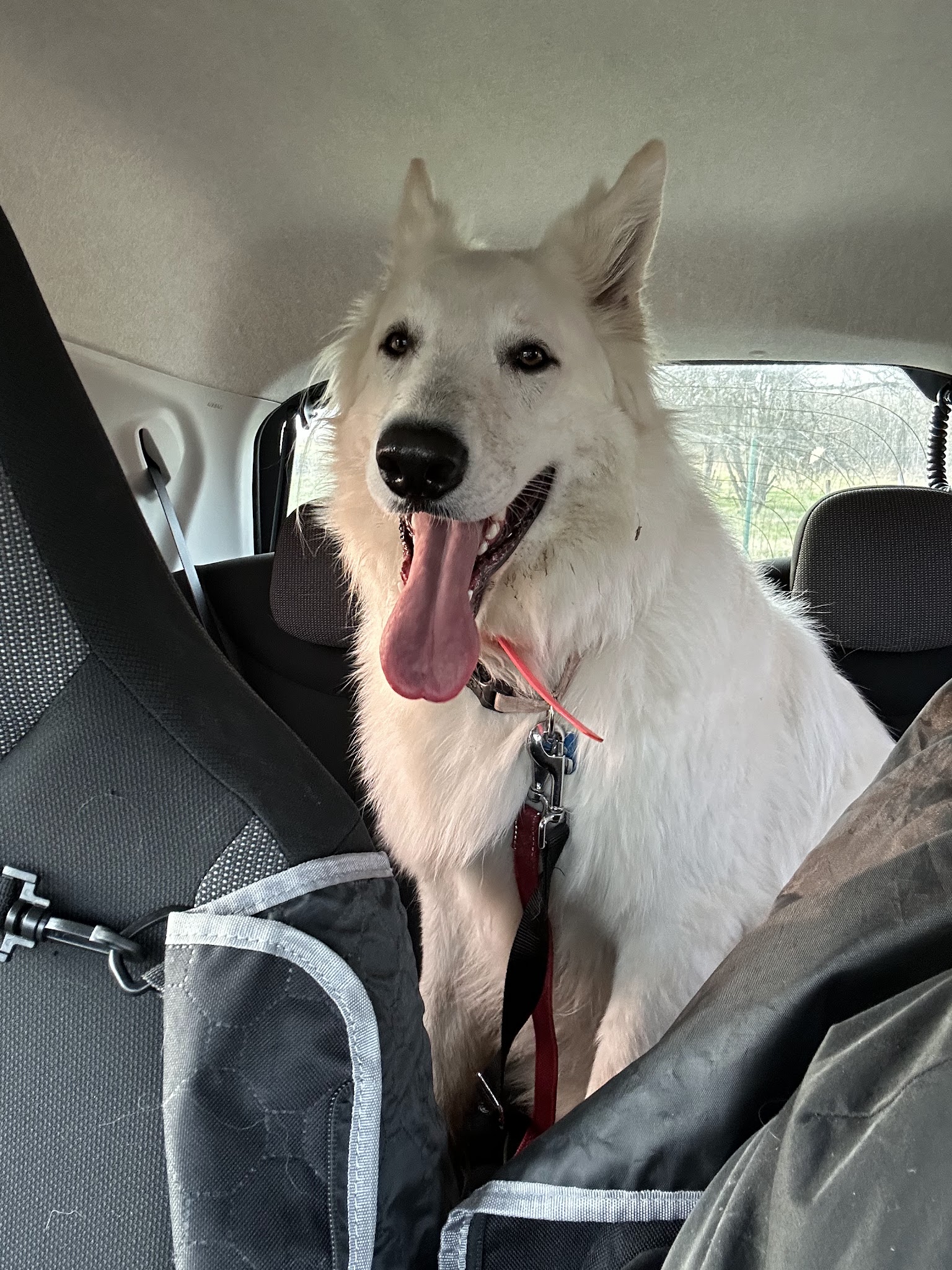 Comme À La Maison - Éducateur canin comportementaliste et visites à domicile — photo