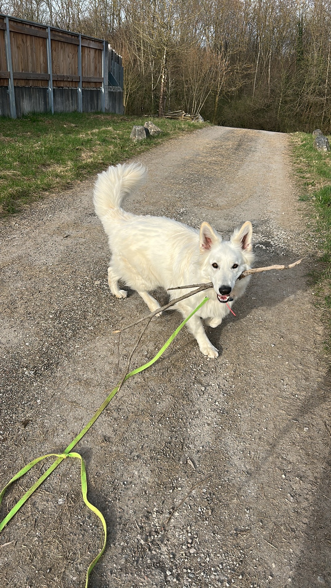 Comme À La Maison - Éducateur canin comportementaliste et visites à domicile — photo