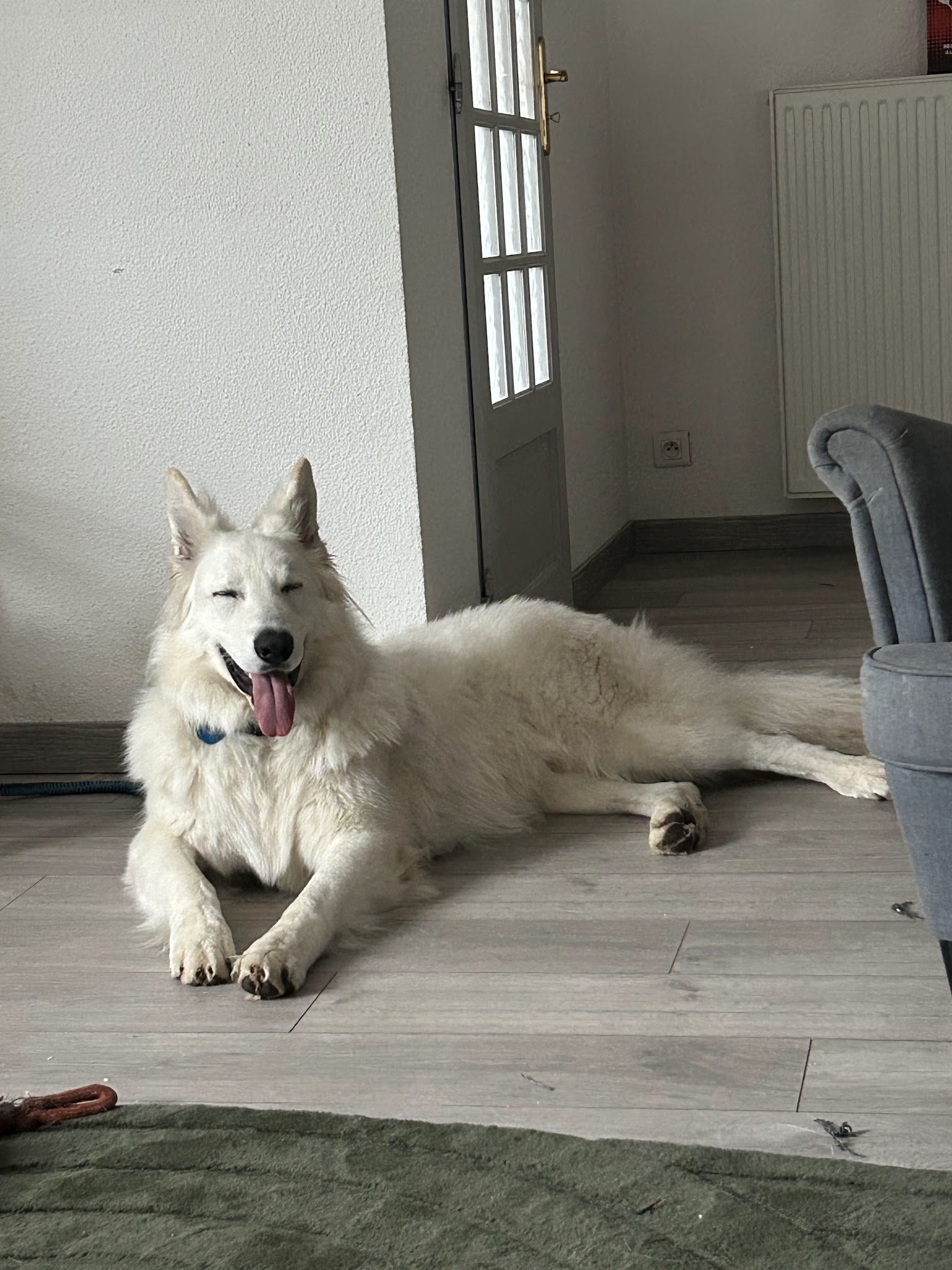 Comme À La Maison - Éducateur canin comportementaliste et visites à domicile — photo