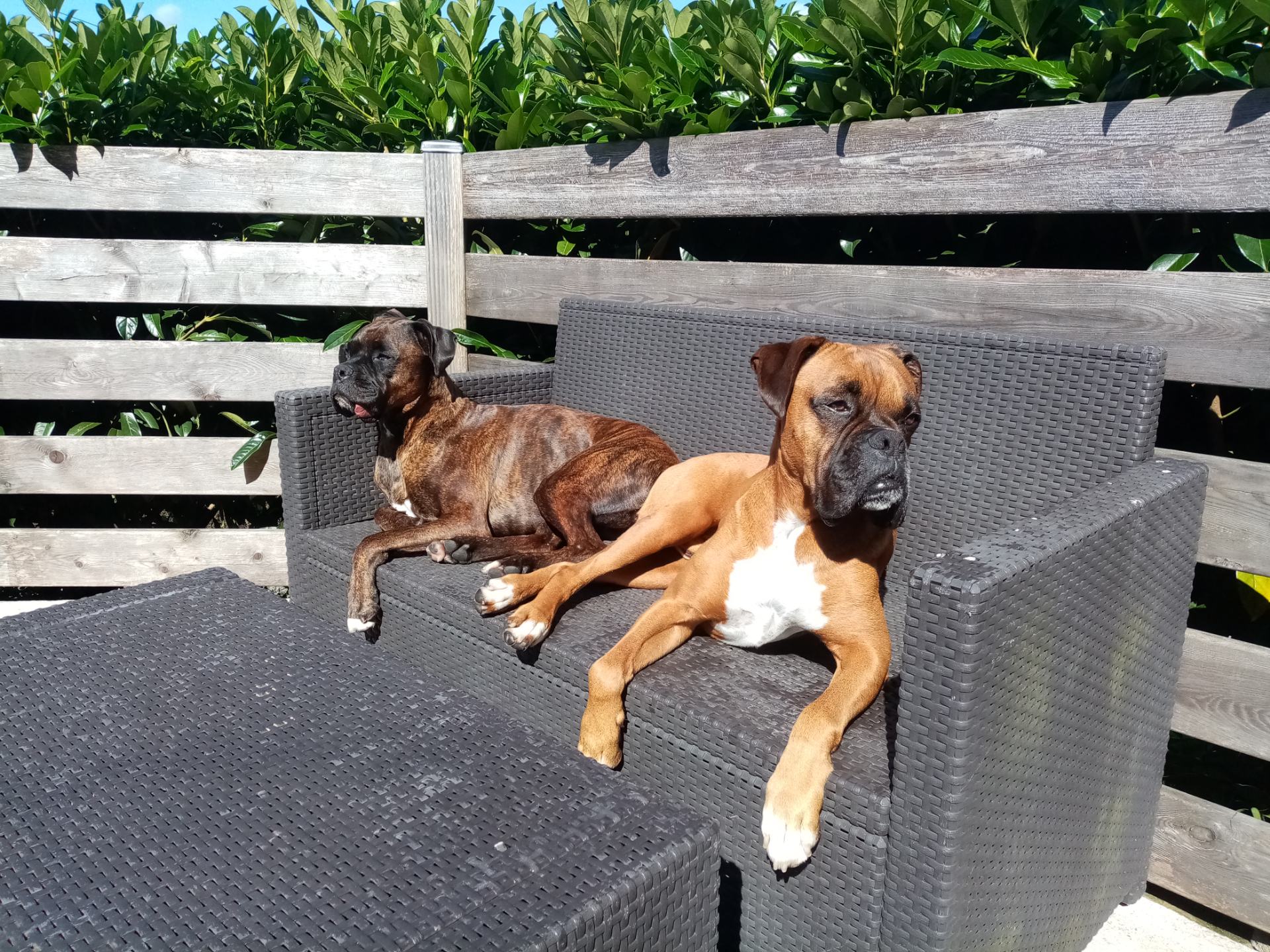 Comme À La Maison - Éducateur canin comportementaliste et visites à domicile